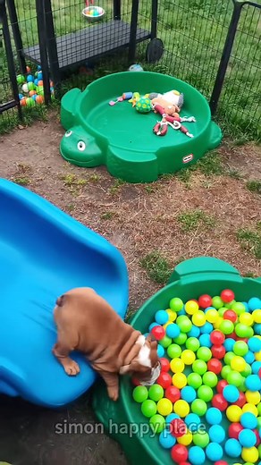 11K views · 258 reactions | Funny dogs compilation That's so cute. #doglover#usa#viral#v. | Tails Of Hope | Facebook