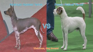 American Hairless Terrier vs. Parson Russell Terrier: A Comparison
