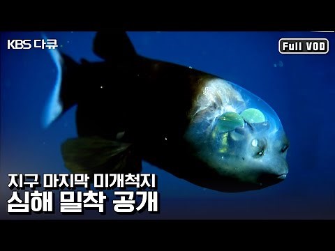 뇌가 보이는 물고기 ‘배럴아이’부터 ‘발광해파리'까지! 고화질로 만나는 심해의 신비 | “최초 탐사 남태평양 심해를 가다” (KBS 110605 방송)