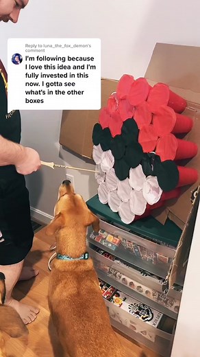 Reply to @luna_the_fox_demon the dogs seem to think present time means play time. Day 5 of 30 gifts. #birthday #thisis30 #dundermifflin #theoffice