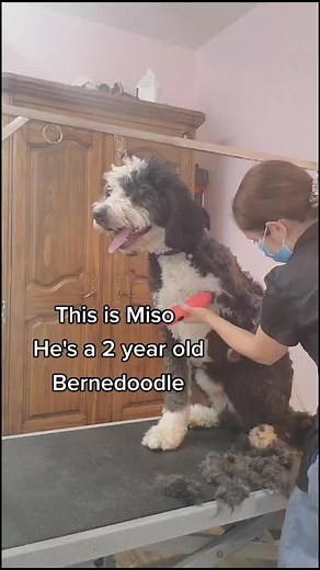 Grooming a Large Bernedoodle: Step-by-Step Tutorial