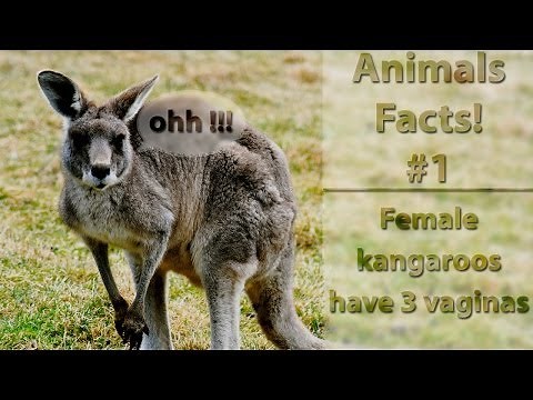 Animals Facts #1 - Female Kangaroos have 3 vaginas!
