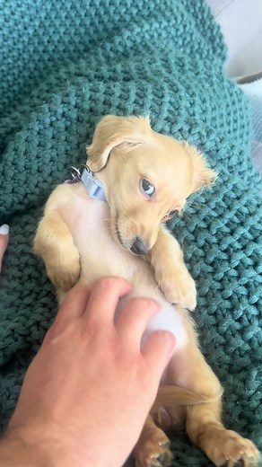 Adorable Mini Dachshund Puppy Compilation | Playful Puppy Games & Videos