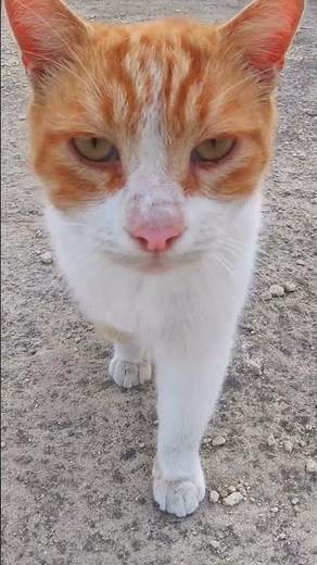 This Cat Invented Footwork #cat #shortsvideo #short #danse #cutecat