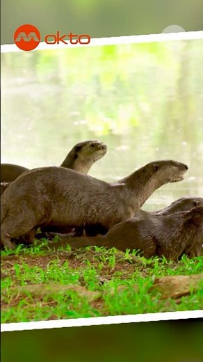 The Secret Teamwork of Singapore’s Otters! 🦦💦 | Wildlife Snap Shorts