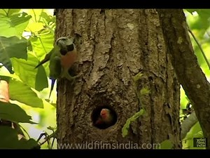 Red-breasted Parakeet feeding its offspring