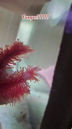Identifying Possible Fungus in Axolotl Care