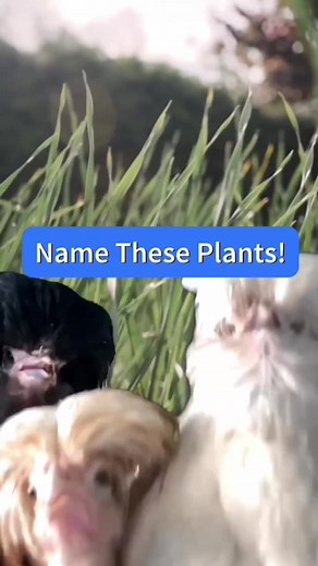 Explore the Most Unique Forest in the World - Earth Day 2024