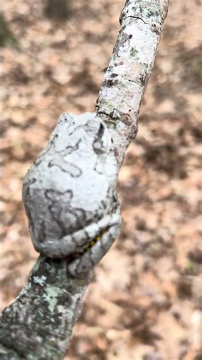 Gray tree frog on the hiking trail Almost missed em!