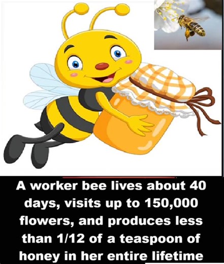 Asaa Fusi | It takes the lifetime labor of eight honeybees to produce a single teaspoon of honey,an amount that seems small, yet reflects the combined... | Instagram