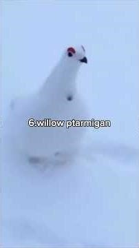 Estos 10 sonidos de aves alienígenas te perseguirán… Científicos nunca habían oído algo así 😱