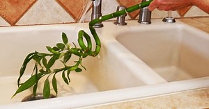 Bambu da sorte e ácaros: como prevenir e tratar esta planta comum