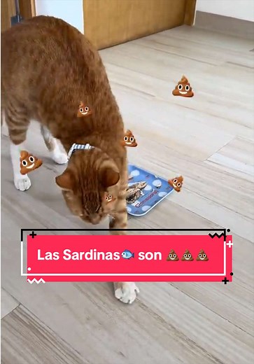 ¿Puedo dar sardinas a mi gato? Las sardinas son caca — explicación