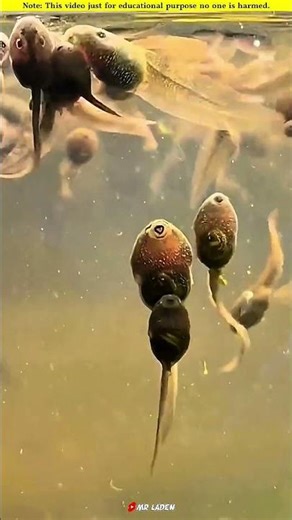 Raising Thousands Of Baby Frogs.🐸