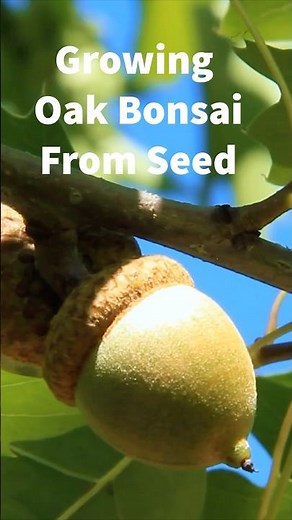 Starting An Oak Bonsai From Seed (For FREE)