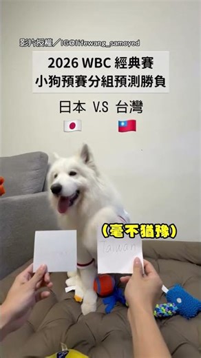 【朝聖神犬】經典賽前預測賽局 薩摩耶4場全命中引朝聖｜經典賽｜狗狗｜預測｜中華隊｜棒球
