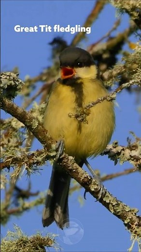 This baby Great Tit could be the cutest bird ever #wildlife
