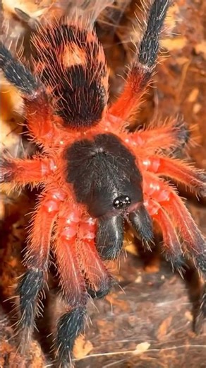 LAVA SPIDER! Should I touch it?? 🤔😬