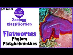 What are Platyhelminthes? | Phylum Platyhelminthes