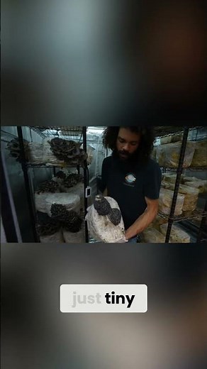 Oyster Mushroom Secrets: Tiny Blue Fungi to Huge Harvests! #shorts