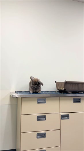 Annual Check-Up for Healthy Blue the Bunny