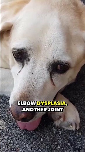 Understanding Labrador health issues #dogcoach #dogtraining #labrador #dog