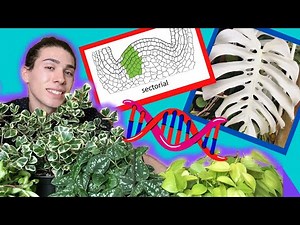 Variegation- Where Does it Come From? | What Variegated Plants to Pick and Avoid 🧪🌱🧬