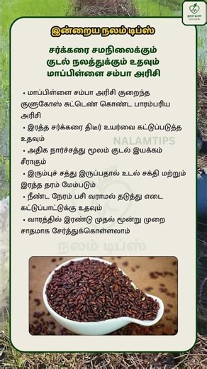 Mapillai samba rice supports sugar control and gut health#TraditionalRice #SugarControl #NalamTips