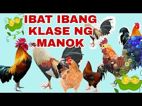 MGA IBAT IBANG KLASE NG MGA MANOK