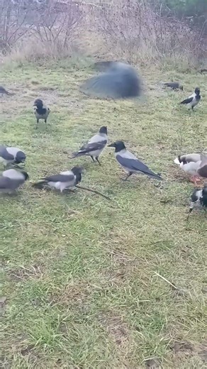 Crows & Jackdaws were chased off by a bird of prey (Goshawk) earlier but here located me again 🥰