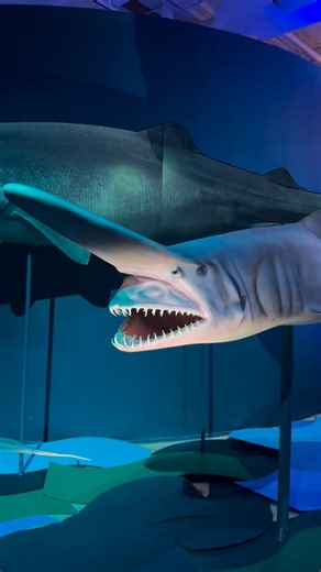 Sink your teeth into Halloween fun with goblin shark (pictured here) and friends at Sharks Tour and Trivia! 🦈 Join us on November 1 for a tour of Sharks led by our fishes expert, handle real shark jaw samples, and take part in a round of shark and predator-fish trivia. Book now at the link in our bio! | Royal Ontario Museum