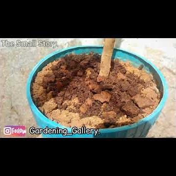 Lemon Tree Not Flowering? Tip & Tricks