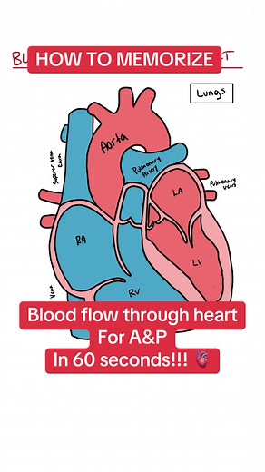 Memorizing Blood Flow Through the Heart in 60 Seconds