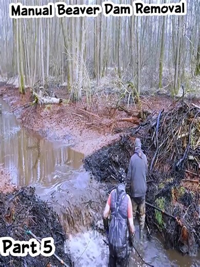 Effective Beaver Dam Removal Techniques with Excavators