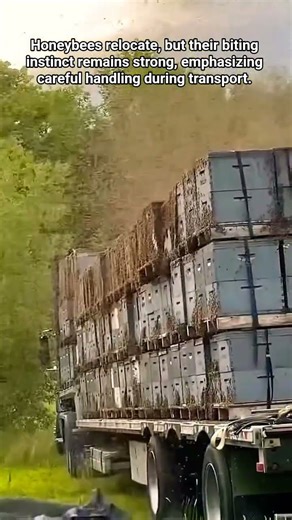Relocating Bees: Handle With Care.
