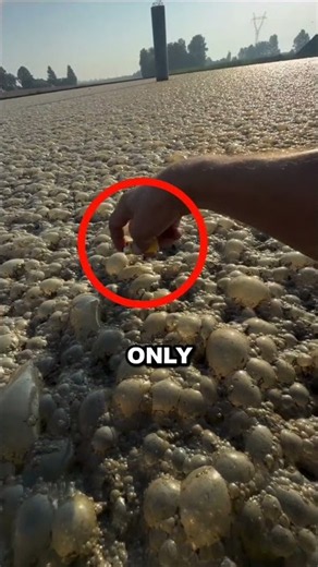Are These Actually Alien Eggs? 👽