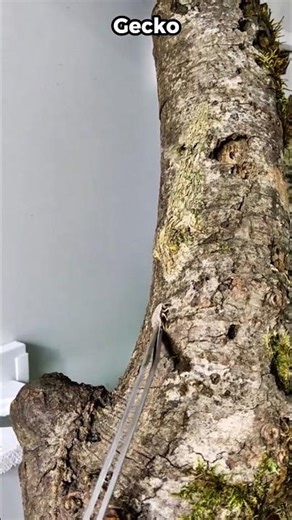 Animals With the Best Camouflage 💀 #animals #animalfacts