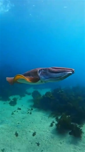 10K views · 554 reactions | A giant cuttlefish | I Love The Ocean | Facebook