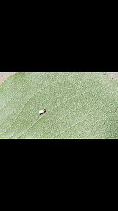 Leaf miner? | HORTICULTURE UPDATES SHOPIAN