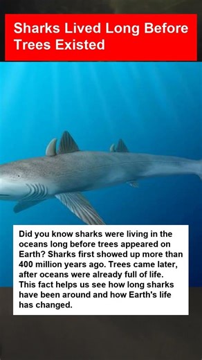 Sharks Lived Long Before Trees Existed - OTOMOTIPS
