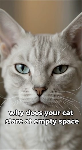 Here’s why your cat freezes sometimes 😱