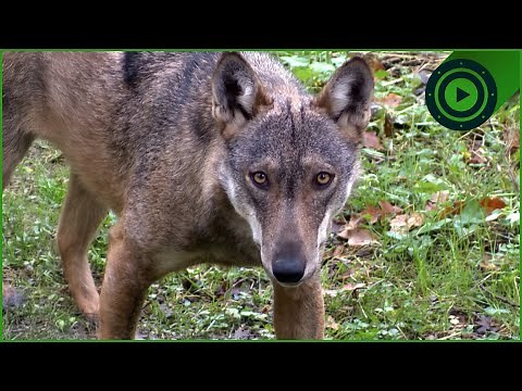 The Wolf's Survival Trick: How An Extinct Pack Made A Comeback