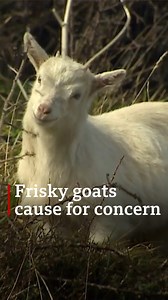 Are the frisky goats of this Welsh town a cause for concern? | BBC Wales News