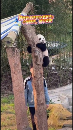 Let baby panda back home ... #cute