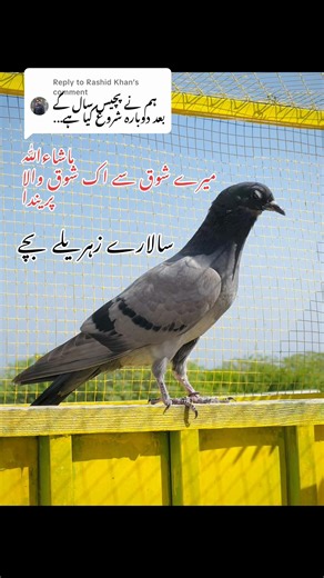 Replying to @Rashid Khan #foryoupa #viralvideotiktok @Khabane lame @Imran Khan Official @Ali_Hyderabadi ❤️ @abubakarkhan_125 @rumaithi.shouq @Mithu Lali @kangaal group of pakistan @Kangaal Group Manager 👑 @Hassan Lali @irfan khokhar💫 @ISSE 🐐 @ToqeerKhan300 @Waliullah SAHIBZADA @🕊️🔥kabooter🕊️ lovers 🕊️🔥