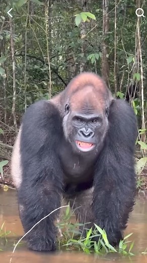 1.4K views · 52 reactions | Moment; Some Hidden History About Gorilla 轢❤️殺 | PAUL N.C. | Facebook