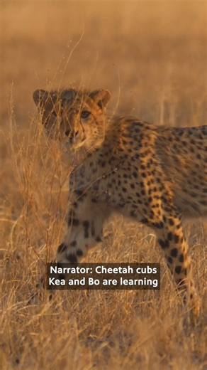 Pobe catches an impala then allows her cubs to chase it, marking an important moment for the cubs. Don't miss an all-new episode of Big Cats 24/7 this Wednesday! | PBS