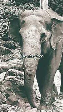We are free #gladiator