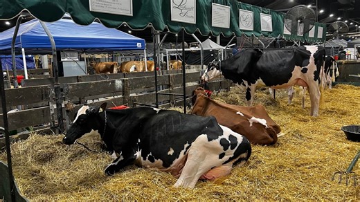 Kentucky facing shortage of large animal veterinarians