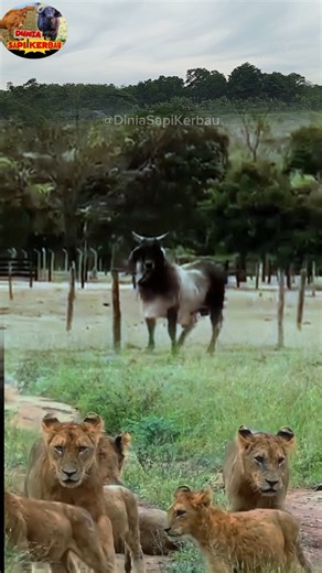 Sapi5 Loncat Loncat ! Mengusir Kawanan Singa di Alam Liar. 🦁🐄